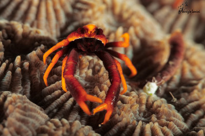 Crinoid Squat Lobster 