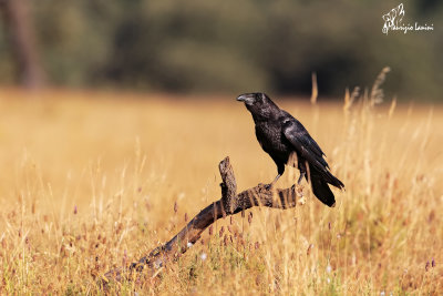 Corvo imperiale , Common raven