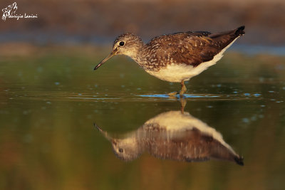 Piro piro culbianco al tramonto , Green sandpiper at  sunset