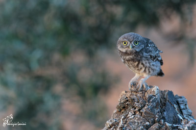 Giovane civetta , Young little owl