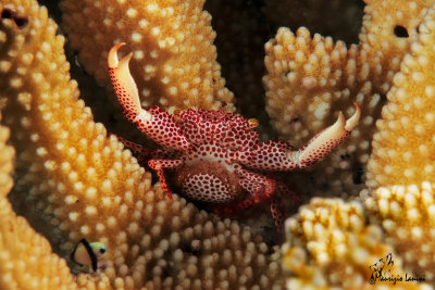 Granchio dei coralli , Coral crab