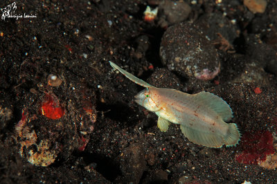 Peacock wrasse