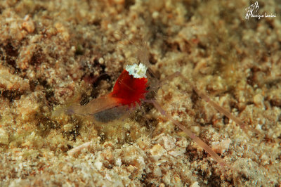 Gamberetto fantasma  ,Mushroom coral ghost shrimp