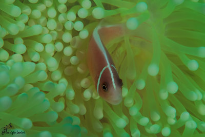 Pesce pagliaccio , Clownfish