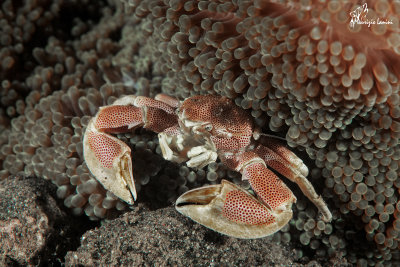Granchio porcellana , Porcelain crab 