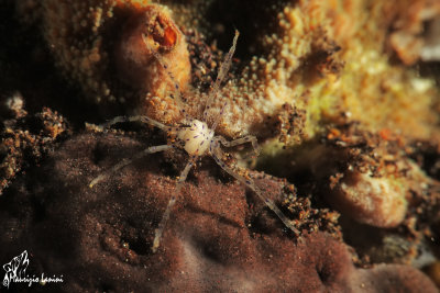 Ragno di mare , Spider crab