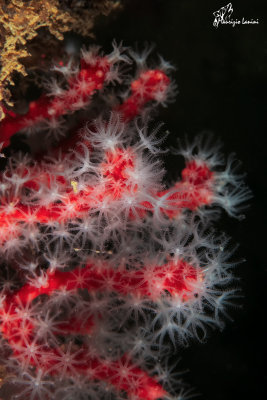 Corallo rosso, Red coral