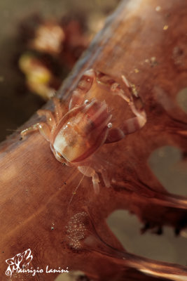 Granchio della pennatula , Sea pen crab