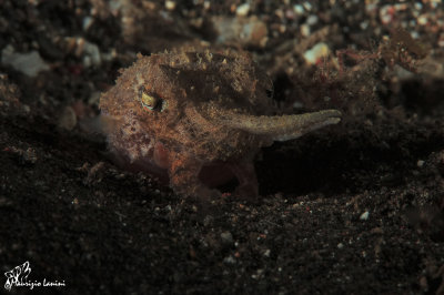 Seppia, Dwarf cuttlefish