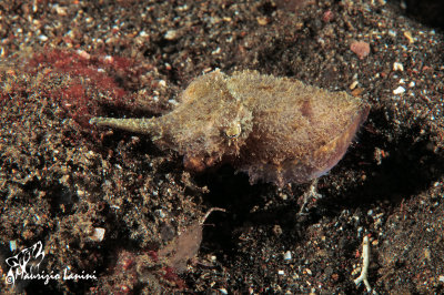 Seppia, Dwarf cuttlefish