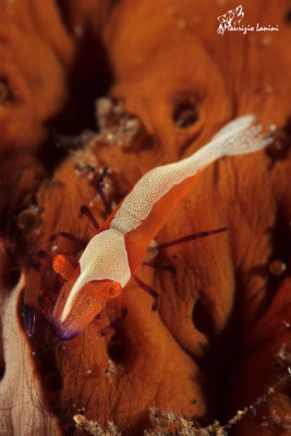 Gamberetto simbionte , Commensal shrimp
