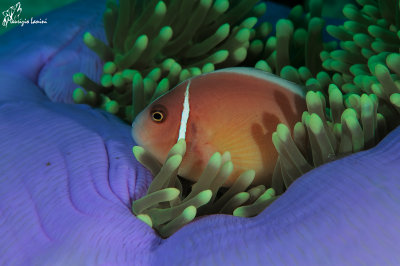 Pesce pagliaccio , Clownfish