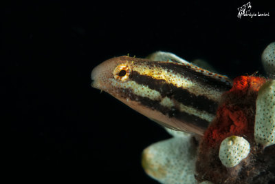 Variable sabretooth blenny