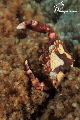 Granchio arlecchino , Harlequin crab 