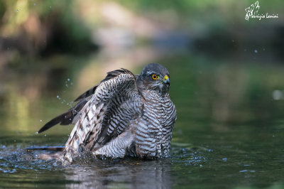 Sparviere , Eurasian sparrowhawk 