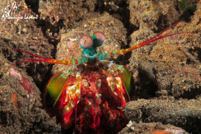  Gambero mantide , Mantis shrimp