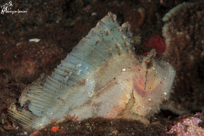 Pesce foglia , Leaf scorpionfish
