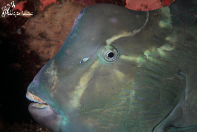 Pesce pappagallo gigante,Green humphead parrotfish
