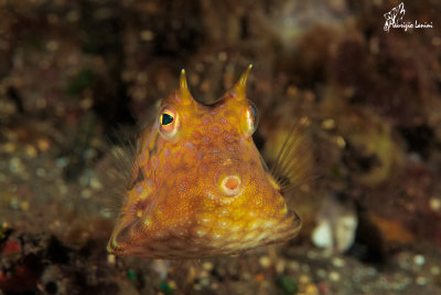 Pesce scatola cornuto,Thornback cowfish