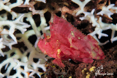 Pesce foglia , Leaf scorpionfish