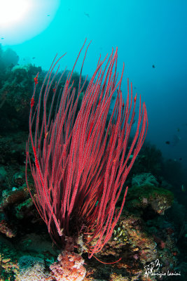 Corallo frusta, Wire corals