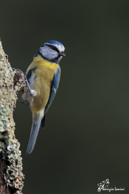 Cinciarella , Blue tit