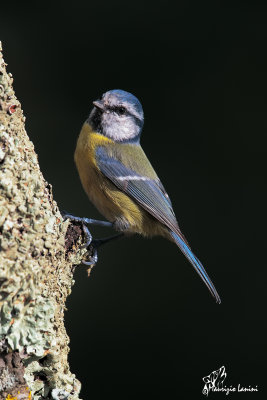 Cinciarella , Blue tit