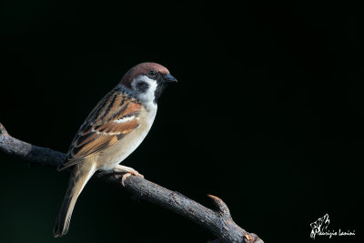 Passera mattugia ,Eurasian tree sparrow