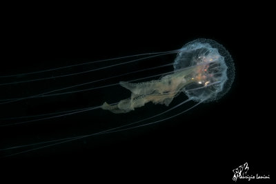 Medusa , Jellyfish
