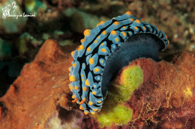 Nudibranco , Nudibranch 