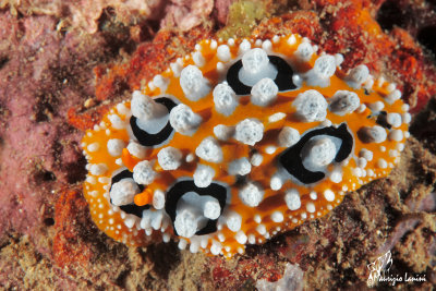 Nudibranco , Nudibranch 