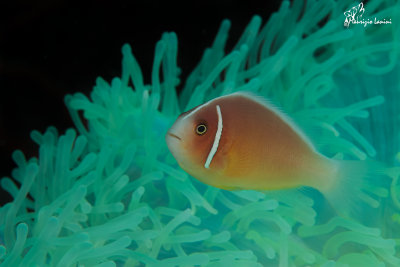 Pesce pagliaccio , Clownfish
