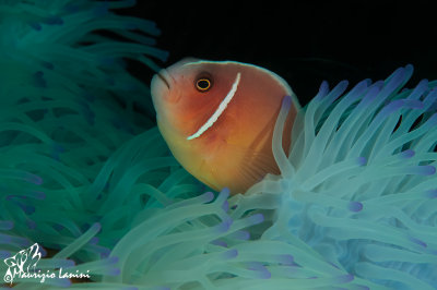 Pesce pagliaccio , Clownfish