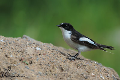 Balia nera , Pied flycatcher