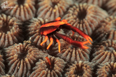 Crinoid Squat Lobster