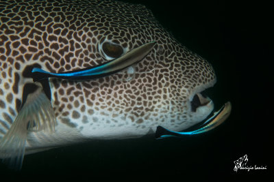 Pesce palla stellato e labridi pulitori ,Stellate puffer and bluestreak cleaner wrasse