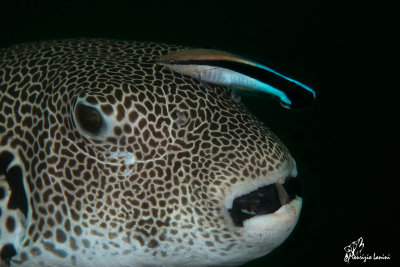 Pesce palla stellato e labridi pulitori ,Stellate puffer and bluestreak cleaner wrasse