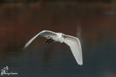 Garzetta , Little egret