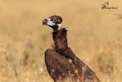 Avvoltoio monaco , Cinereus vulture