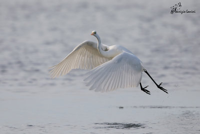 Airone bianco maggiore , Great egret