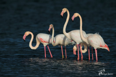 Fenicotteri rosa , Greater Flamingos