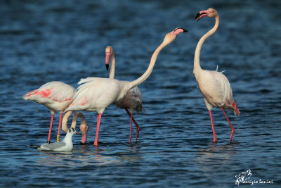 Fenicotteri rosa , Greater Flamingos