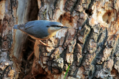Picchio muratore, Wood nuthatch