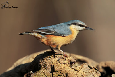 Picchio muratore, Wood nuthatch