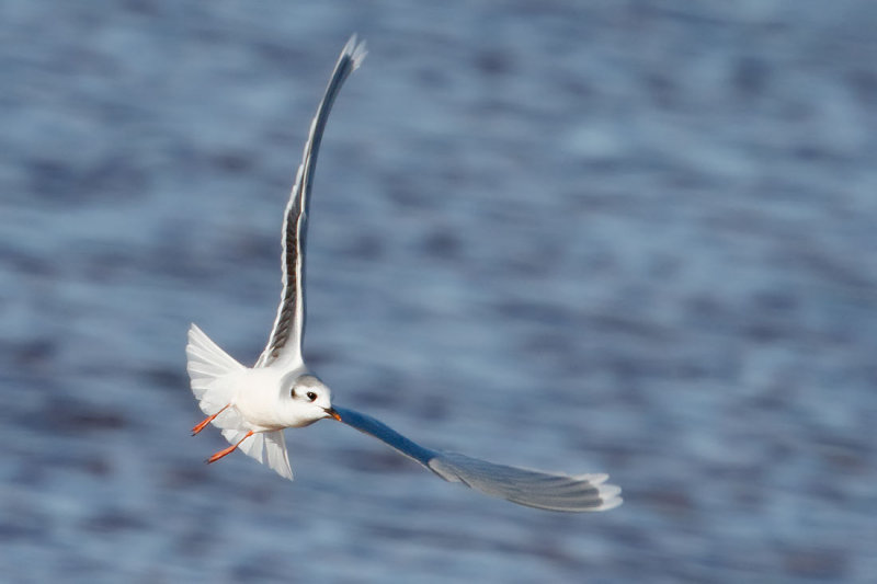 Little Gull