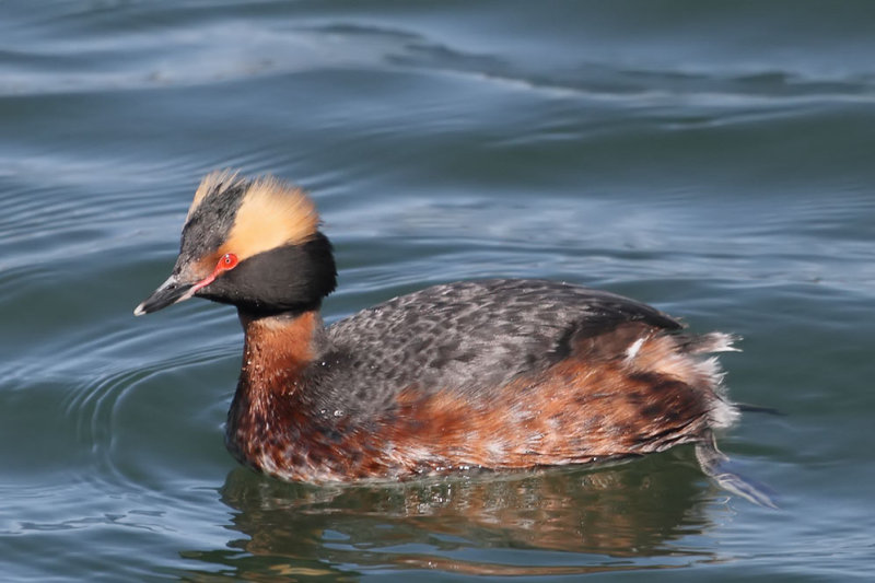 Horned Grebe