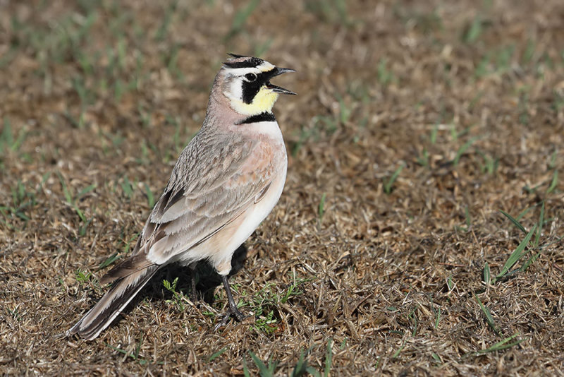 Horned Lark