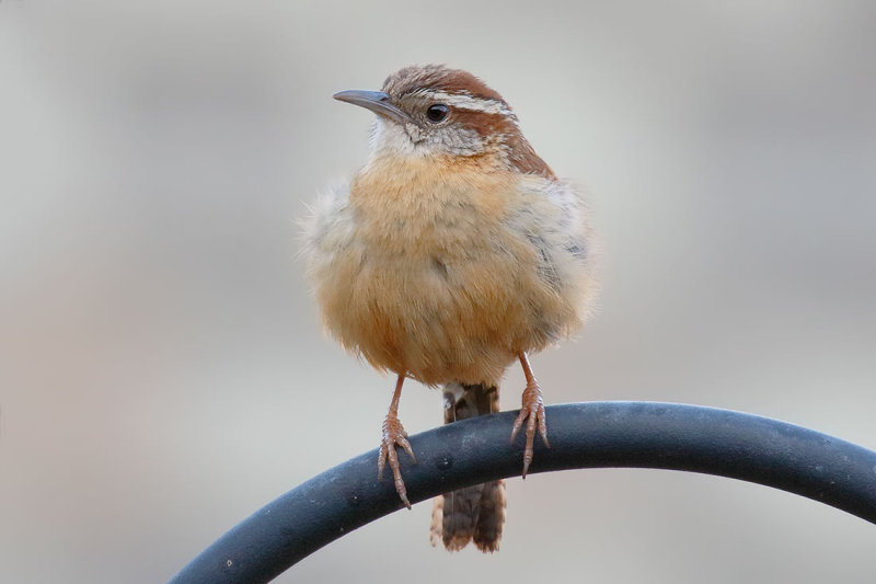 Carolina Wren