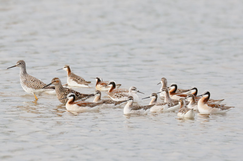 Wilson Phalarope