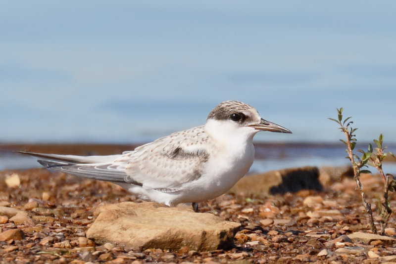 Least Tern